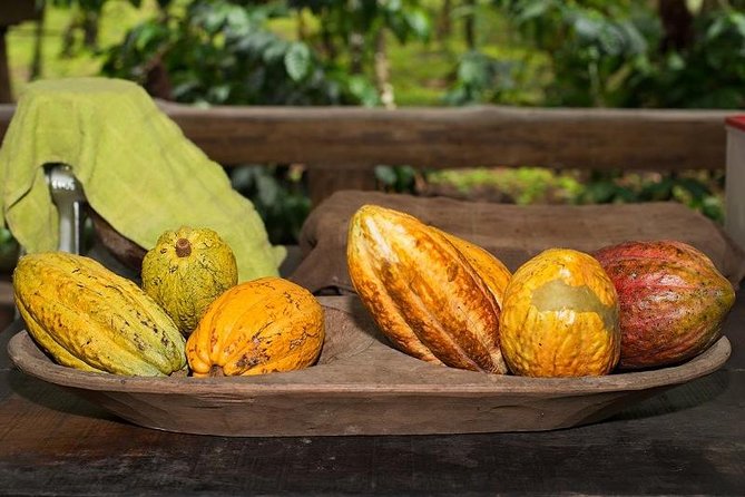 Costa Rica Tour: Rainforest, Chocolate, Hot Springs - Rainforest Exploration