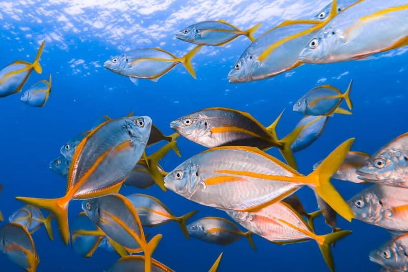 Costa Teguise: Guided 2-hour Snorkeling Tour for all levels - Good To Know