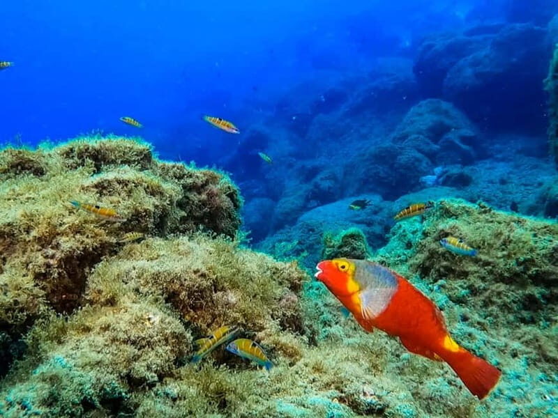 Costa Teguise: Guided 2-hour Snorkeling Tour for all levels - The Marine Life You Might Encounter