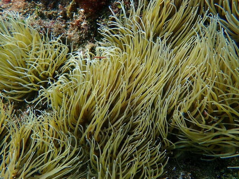 Costa Teguise: Guided 2-hour Snorkeling Tour for all levels - FAQ