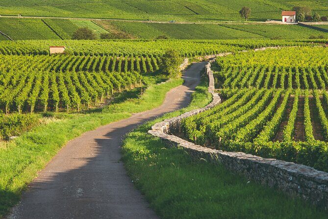 Côte de Beaune Half-Day Wine Tour from Dijon - Authentic Experiences and Review Insights