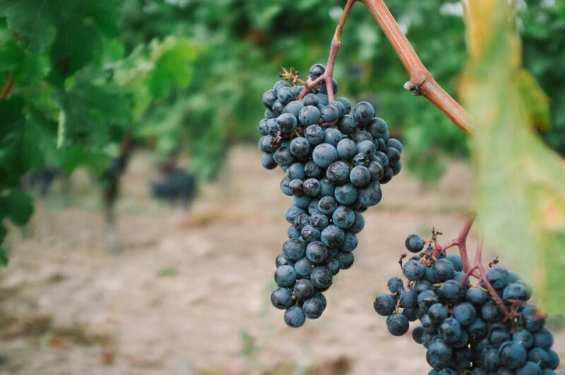 Côte De Beaune Half-Day Wine Tour From Dijon - Good To Know