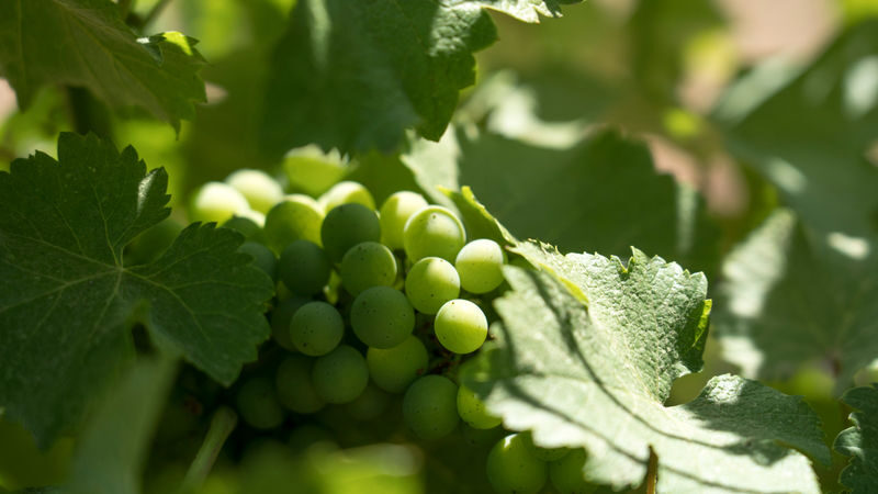 Côte de Provence Wine Tour from Aix-en-Provence - What the three-hour schedule can and cannot do