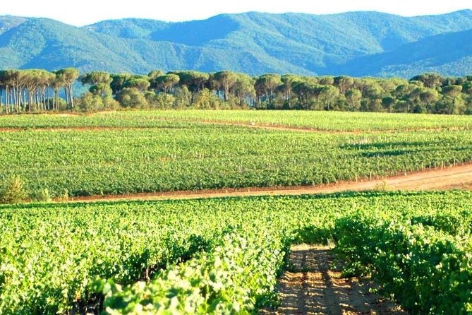 Coteaux DAix Ste Victoire Wine Tour - 8hours - Common Questions