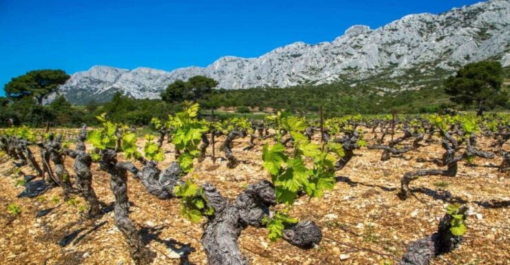 Coteaux D'aix: Ste Victoire Wine Tour & Cezanne Mill Visit - Free Cancellation and Duration