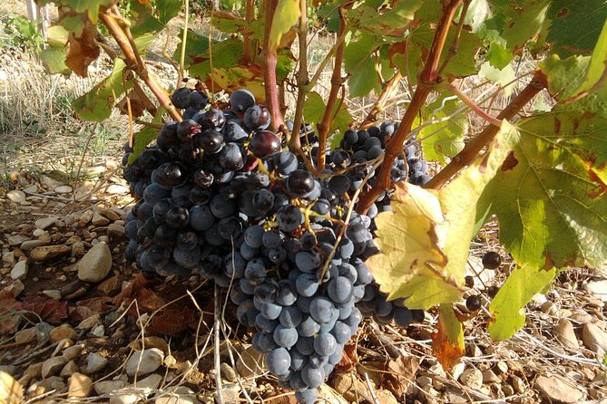 Cotes De Provence Wine Tour From Aix-En-Provence - Scenic Drive and Photo Opportunities