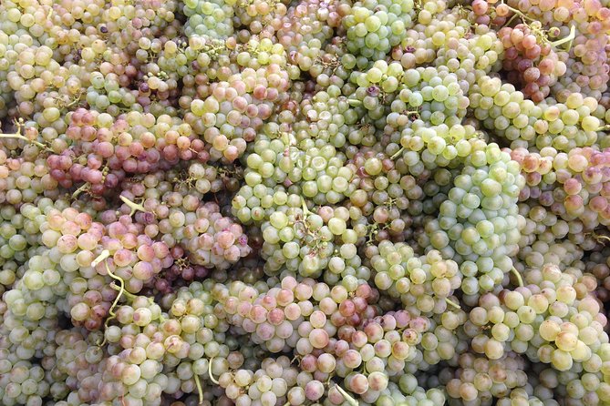 Cotes Du Rhone Wine Tour (9:00 Am to 5:15 Pm) - Small Group Tour From Lyon - Meeting Point and Start Time