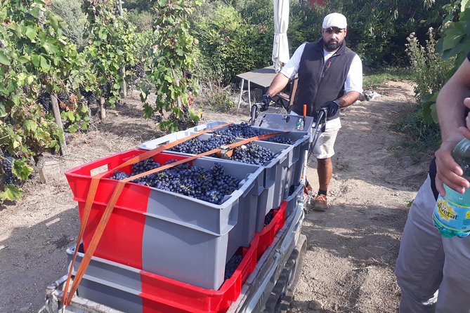 Cotes Du Rhone Wine Tour (9:00 Am to 5:15 Pm) - Small Group Tour From Lyon - End Point and Cancellation Policy
