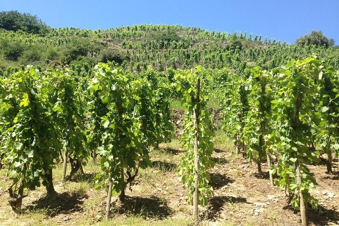 Cotes Du Rhone Wine Tour (9:00 Am to 5:15 Pm) - Small Group Tour From Lyon - Traveler Photos
