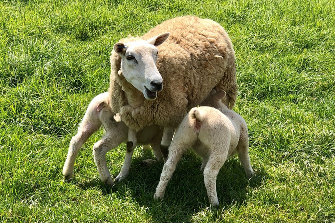 Cotswold Villages and Oxford : Private Driving Tour With an Experienced Guide - Terms and Conditions