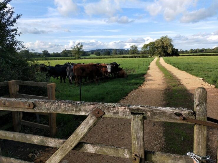 Cotswolds: Full-Day Private Walking Tour With Local Guide - Experience