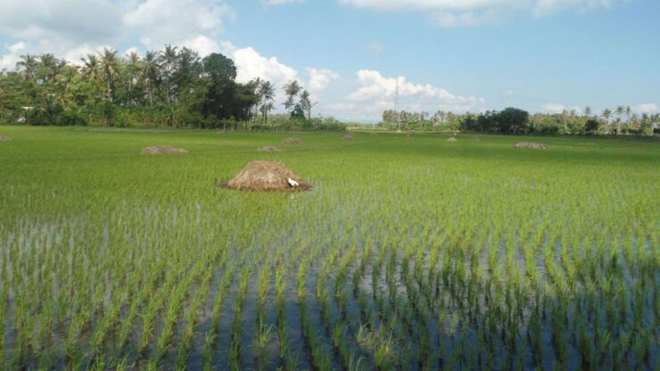 Countryside Bike Ride to Golong Village and Lingsar Temple - Tour Details