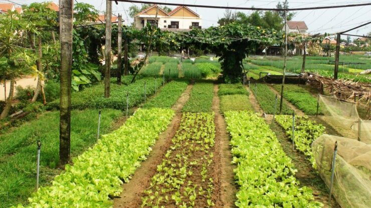 Countryside Bike Tour, Basket Boat and Cooking Class - Activity Overview