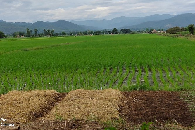 Countryside Experiences: Sticky Falls, Doi Suthep, Cave & Cycling - Cycling Through the Countryside