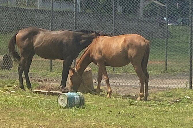 Countryside Horseback Riding in Hills of Trelawny - Exploring the Beauty of Trelawny on Horseback