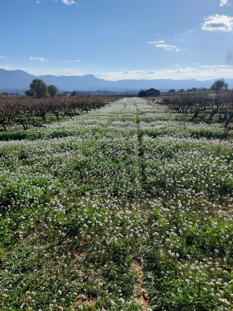 Countryside Immersion With Horseback Ride in Sainte Victoire - Authentic Provence Exploration