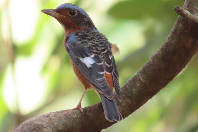 Countryside & Kirirom National Park Birds Tour - Good To Know
