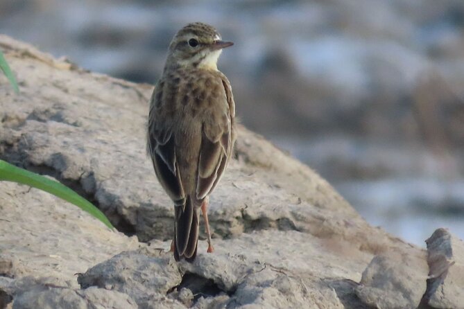 Countryside & Kirirom National Park Birds Tour - Inclusions