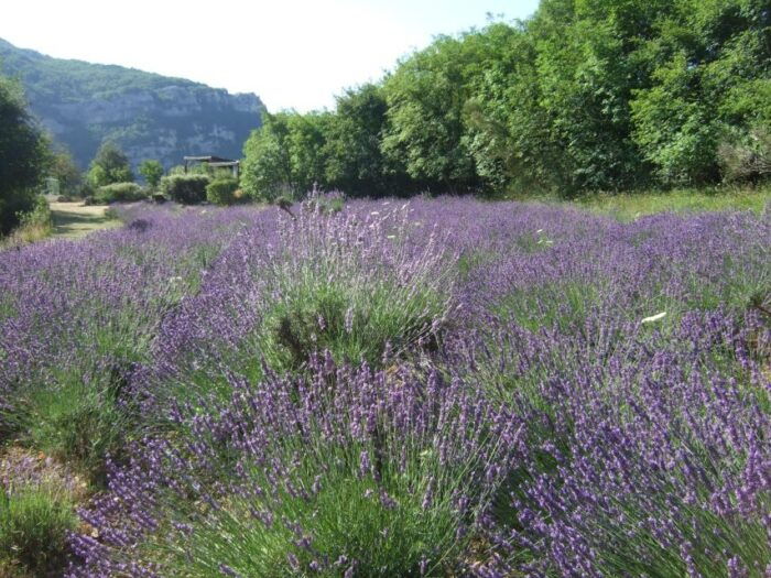Countryside, Medieval Village and Lake Private Guided Tour - Saint-Cassien Lake Activities