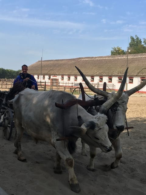 Countryside Ranch, Horse Show & Lunch - Key Points