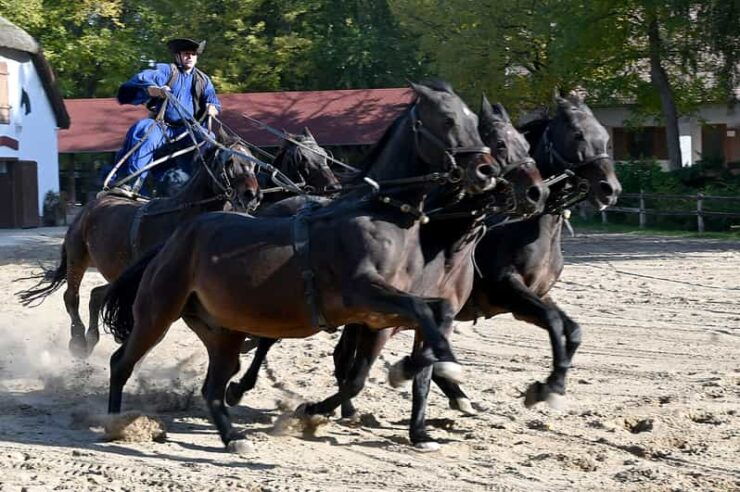 Countryside Ranch, Horse Show & Lunch - Itinerary Details