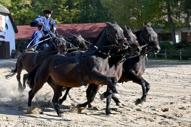 Countryside Ranch, Horse Show & Lunch - Activities and Experiences
