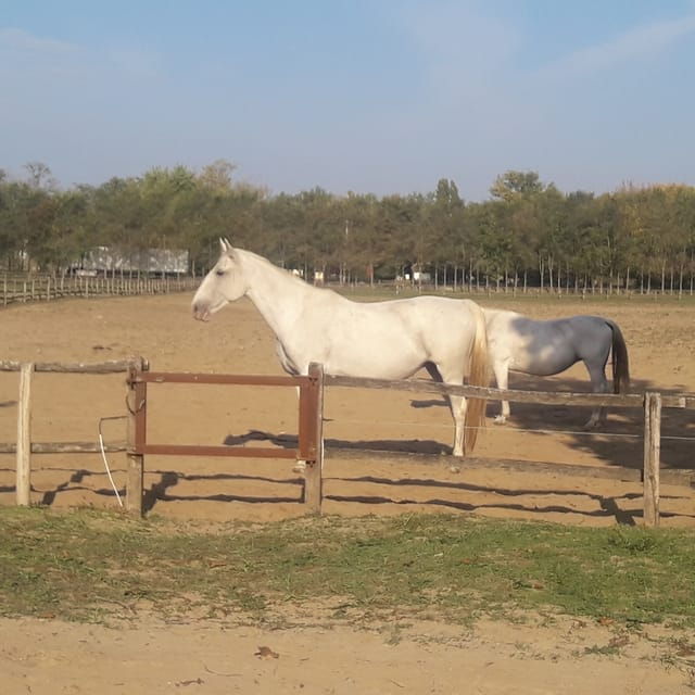 Countryside Ranch, Horse Show & Lunch - Culinary Delights