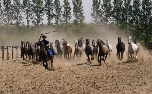 Countryside Ranch, Horse Show & Lunch - Customer Feedback