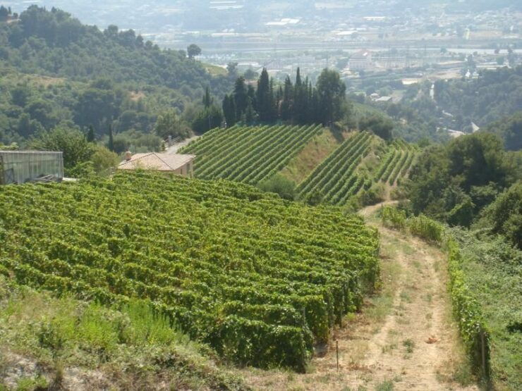Countryside Tour in Provence From Nice - Tour Highlights