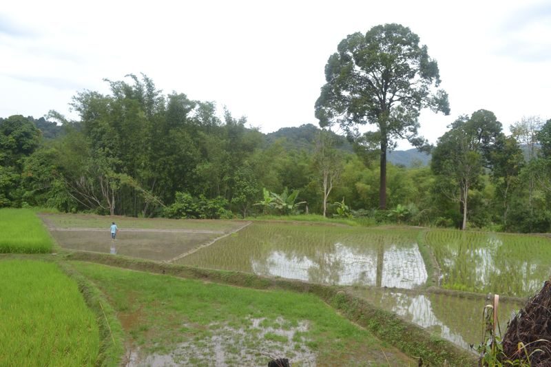 Countryside Village Walk and Cooking Tour at Kota Kinabalu - Cooking with Dusun villagers