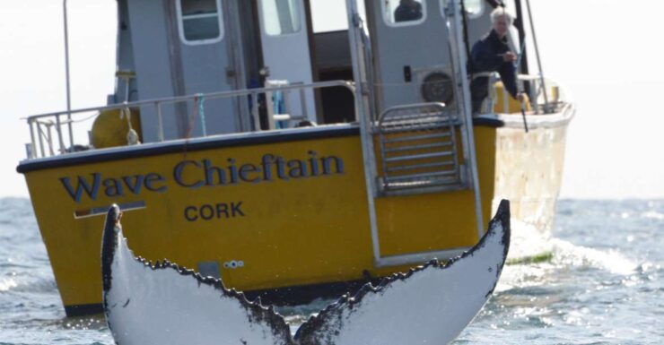 County Cork: Whale & Dolphin Watching Boat Trip - Experience