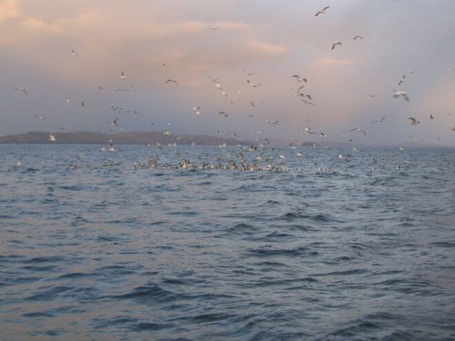 County Cork: Whale & Dolphin Watching Boat Trip - Highlights