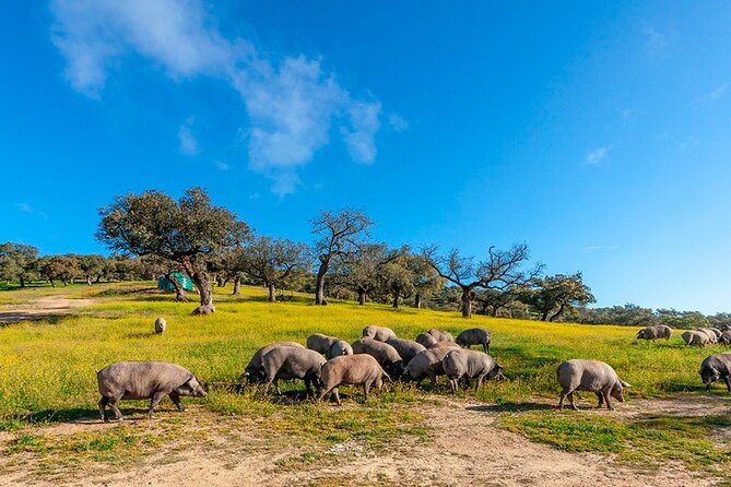 County Wines Route - Food and Wine Pairings