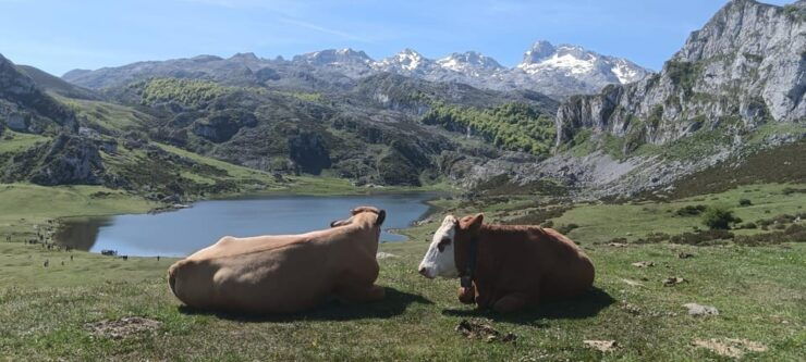 Covadonga and Historical Centers of Cangas De Onís and Lastres - Pricing and Duration