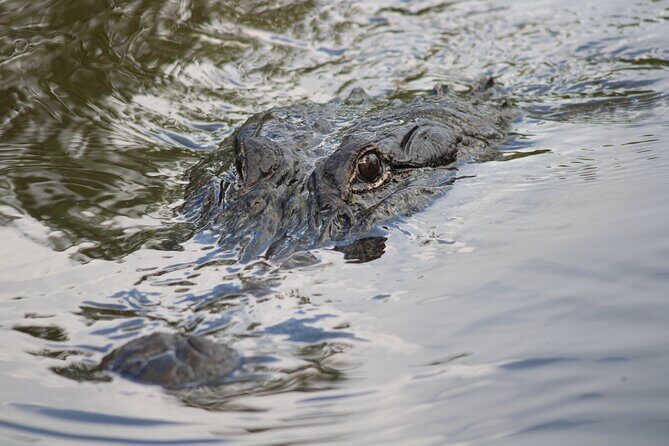 Covered Boat Swamp Tour with Transportation from New Orleans - Good To Know