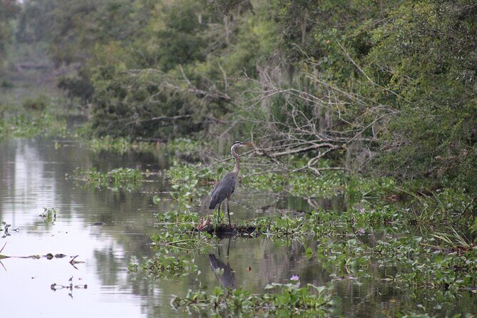 Covered Boat Swamp Tour with Transportation from New Orleans - FAQ
