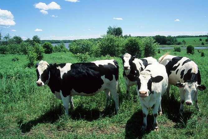 Cow Heaven: a Self-Guided Driving Tour From Point Reyes Seashore to Tomales - Unforgettable Photo Opportunities