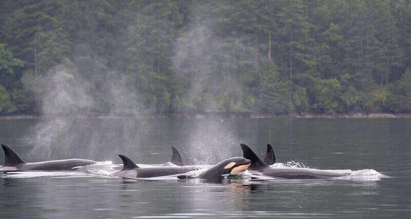 Cowichan Bay: Half-Day Whale & Wildlife Adventure - Good To Know