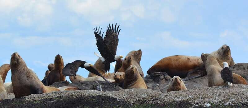 Cowichan Bay: Half-Day Whale & Wildlife Adventure - An In-Depth Look at the Cowichan Bay Whale & Wildlife Tour