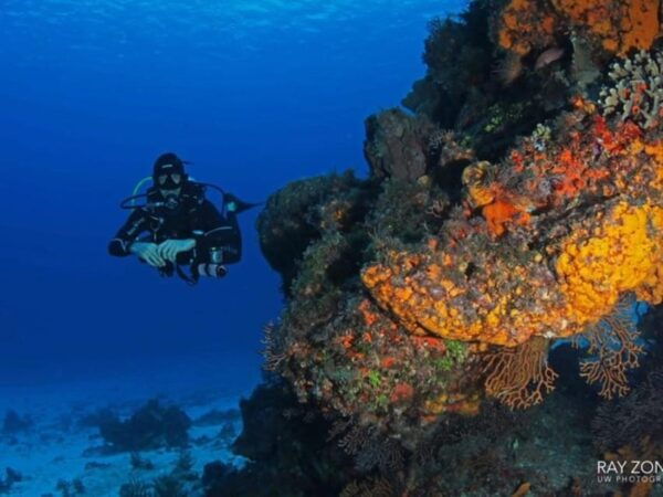 Cozumel: 6 Days Yoga, Sound Healing, and Dive Retreat - Pricing and Booking Details
