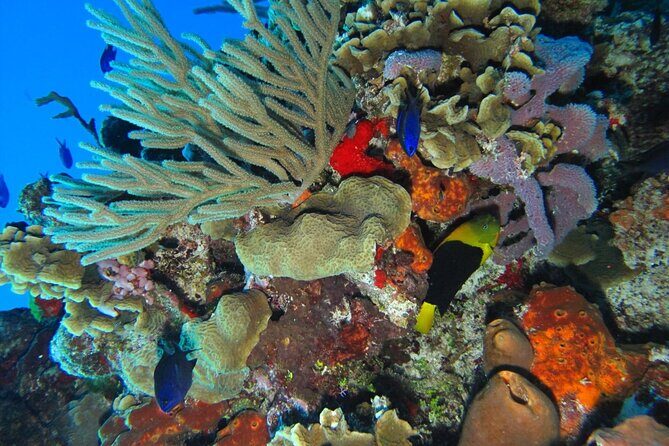 Cozumel Adventure! 2 hours Snorkel + Round Transportation from Cancun - Practical Tips for Making the Most of This Tour