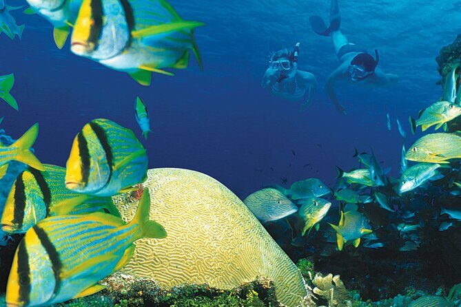 Cozumel Adventure! 2 hours Snorkel + Round Transportation from Cancun - Authentic Experiences: What Reviewers Say