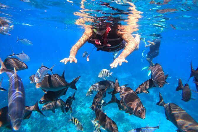 Cozumel Adventure! 2 hours Snorkel + Round Transportation from Cancun - The Sum Up