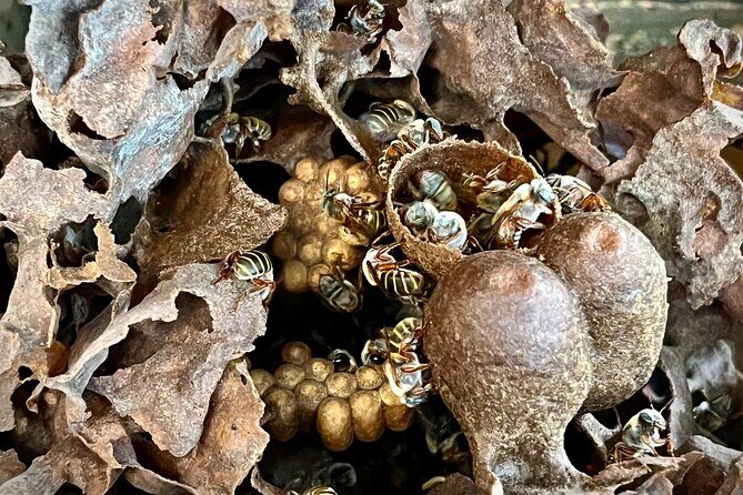 Cozumel: Bee Farm + Honey & Chocolate Tasting + Sightseeing - Introduction to the Tour Experience