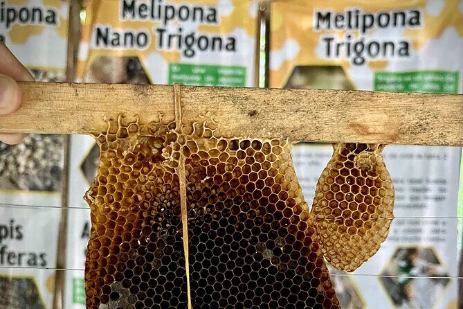 Cozumel: Bee Farm + Honey & Chocolate Tasting + Sightseeing - FAQs