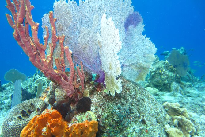 Cozumel by Dune Buggy Adventure Snorkel and Lunch - Cancellation Policy and Weather Conditions