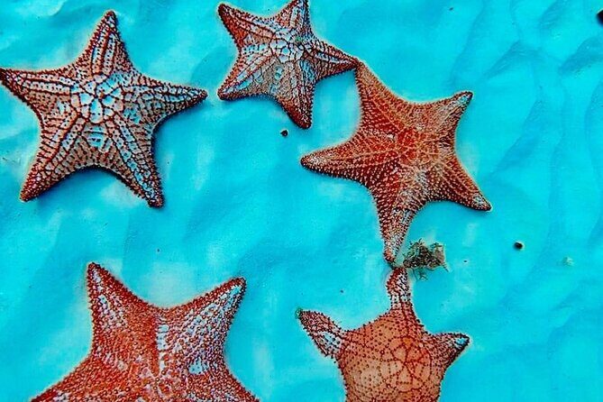 Cozumel Catamaran Fun: Snorkeling, Open Bar & Water Park - FAQ