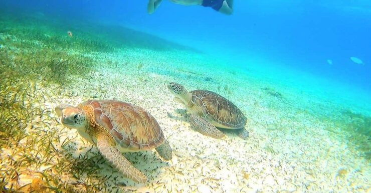 Cozumel Catamaran Party; the Sky, Colombia & Palancar Reef - Itinerary and Activities