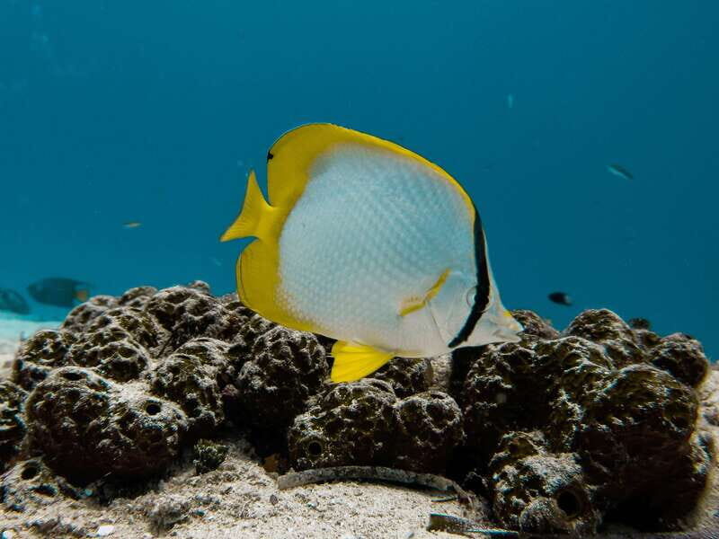 Cozumel: Chankanaab Park Admission+ Snorkel+ Welcome drink - Pricing and Value – Is It Worth It?