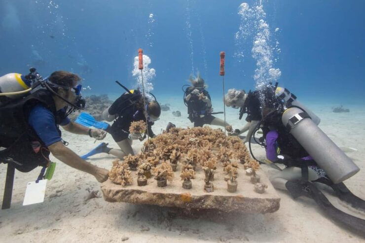 COZUMEL : Coral Laboratory and Chankanaab Eco Park. - Itinerary and Experience